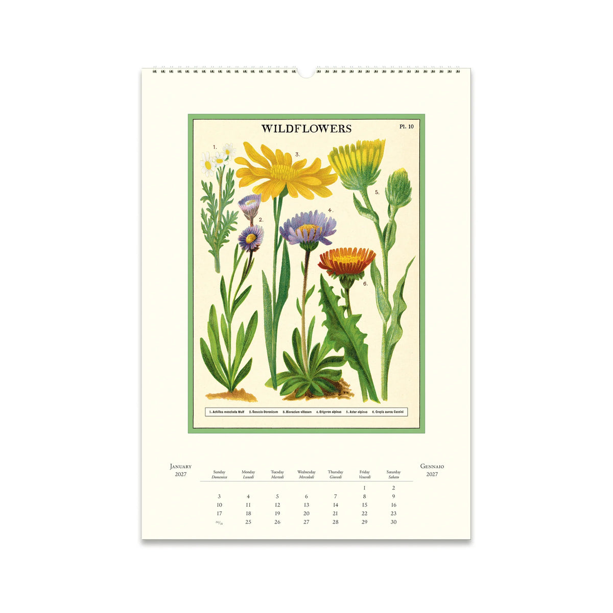 Cavallini Wildflowers Wall Calendar 2027